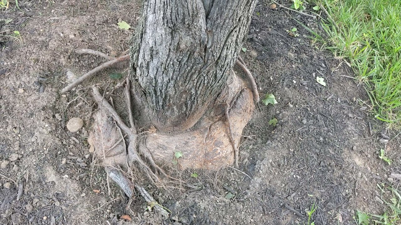 How to identify girdling root or roots
