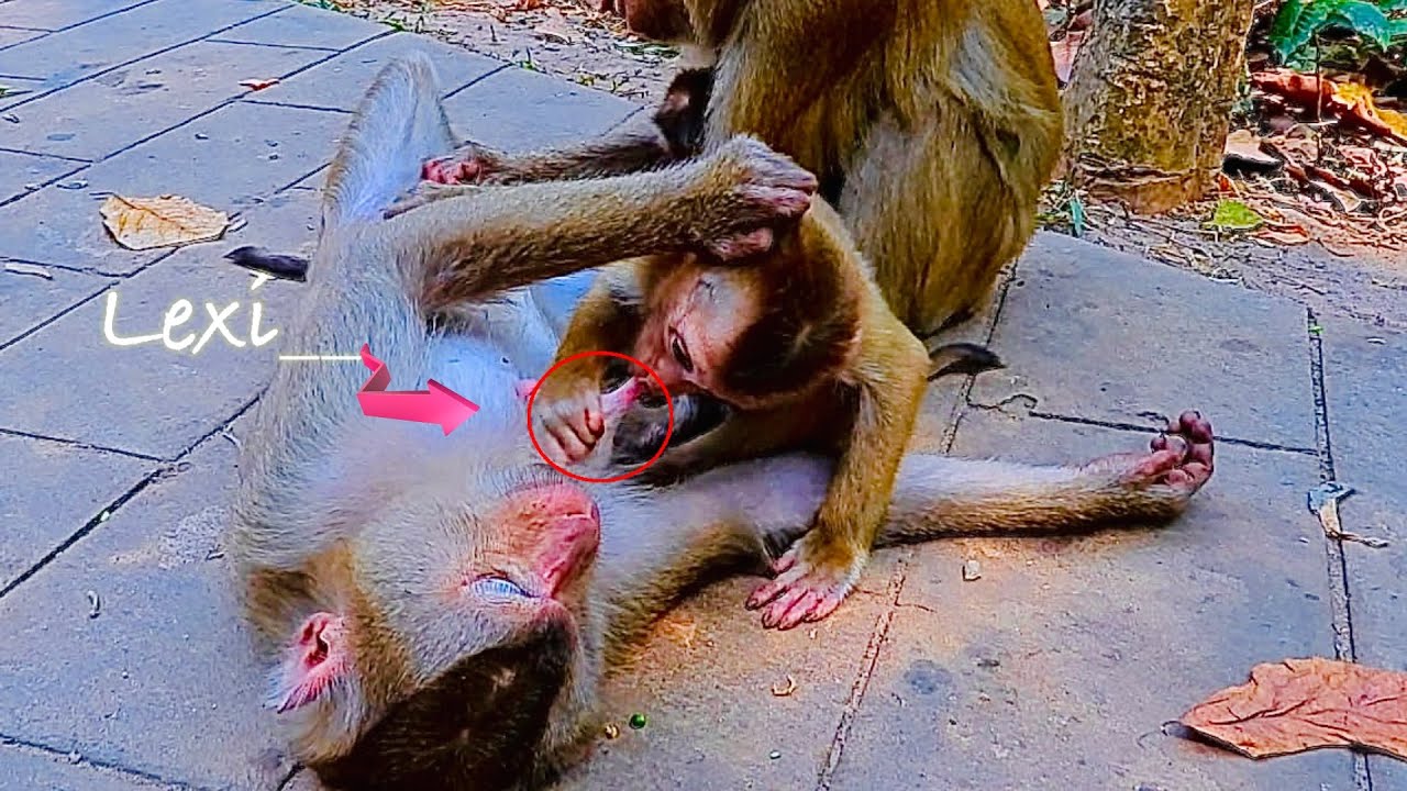 Very Pity Lexi..!! Why mom don't give to Lexi very poo__r /Many babies are gathering together..