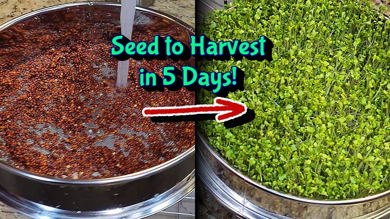 How to Grow Broccoli Sprouts the EASY Way!