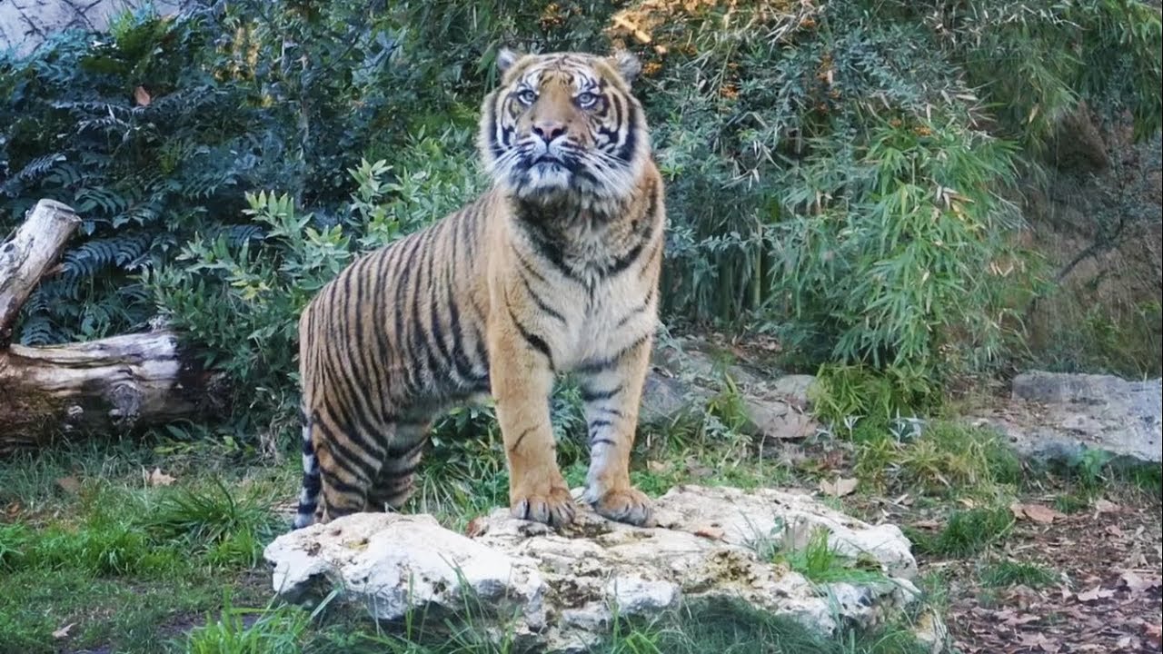 Lo Zoo di Roma