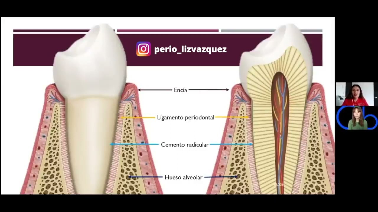 Periodonto y sus componentes