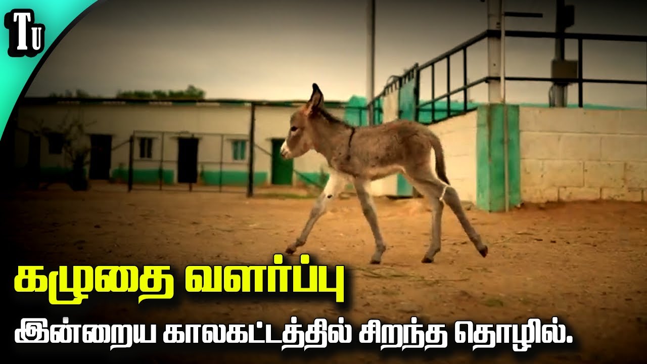 Donkey farming | கழுதை பால் ஒரு லிட்டர் 5000 ரூபாய் !