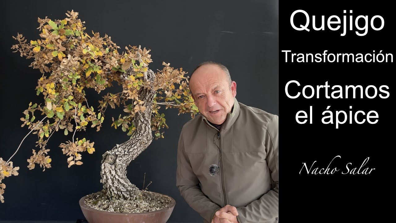 Quejigo, cortamos el ápice. Nacho Salar