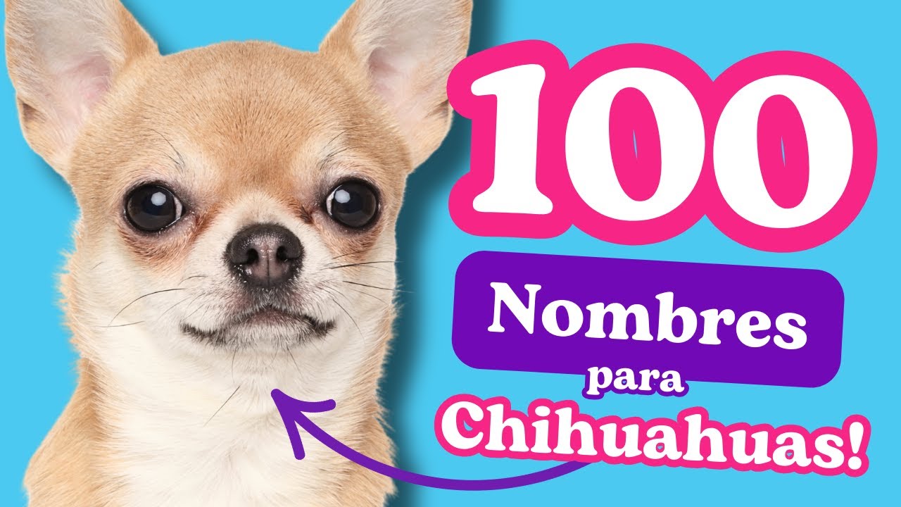 ▶ 100 Nombres PERFECTOS para PERRITAS CHIHUAHUA con SIGNIFICADO 🐶 [Nombres para Chihuahuas hembra]