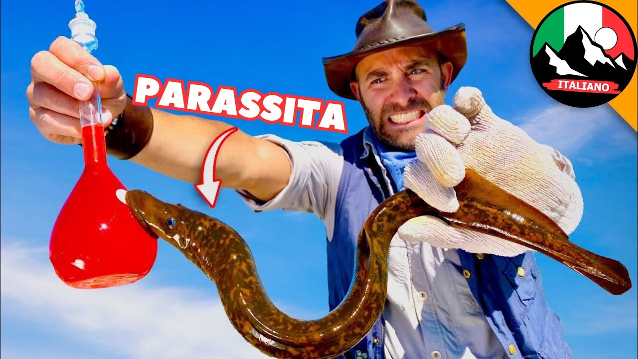 ATTACCO DEI GIGANTESCO PARASSITA SUCCHIASANGUE! E se fossero 1000? | Brave Wilderness Italiano
