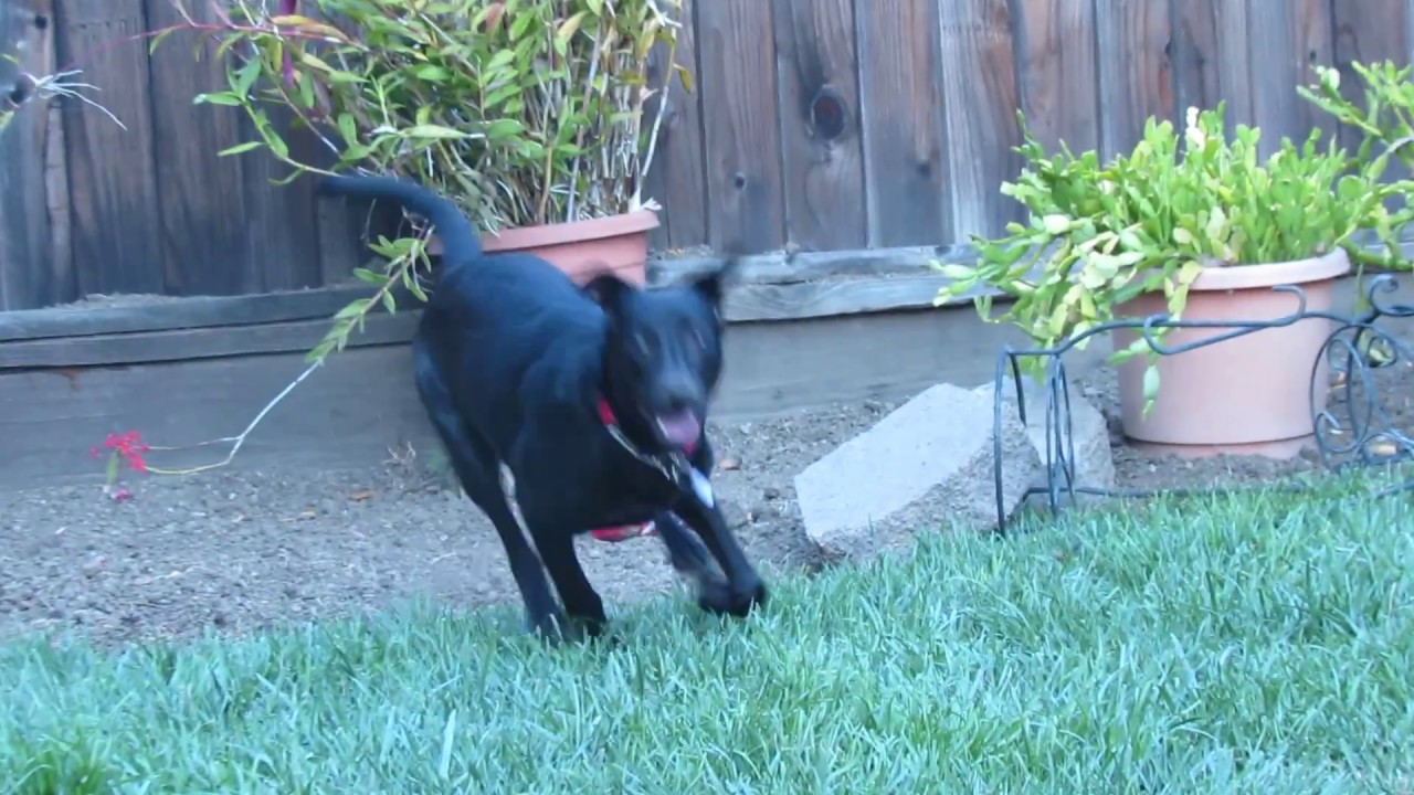 Logan The Formosan Mountain Dog (FMD) goes crazy with his 