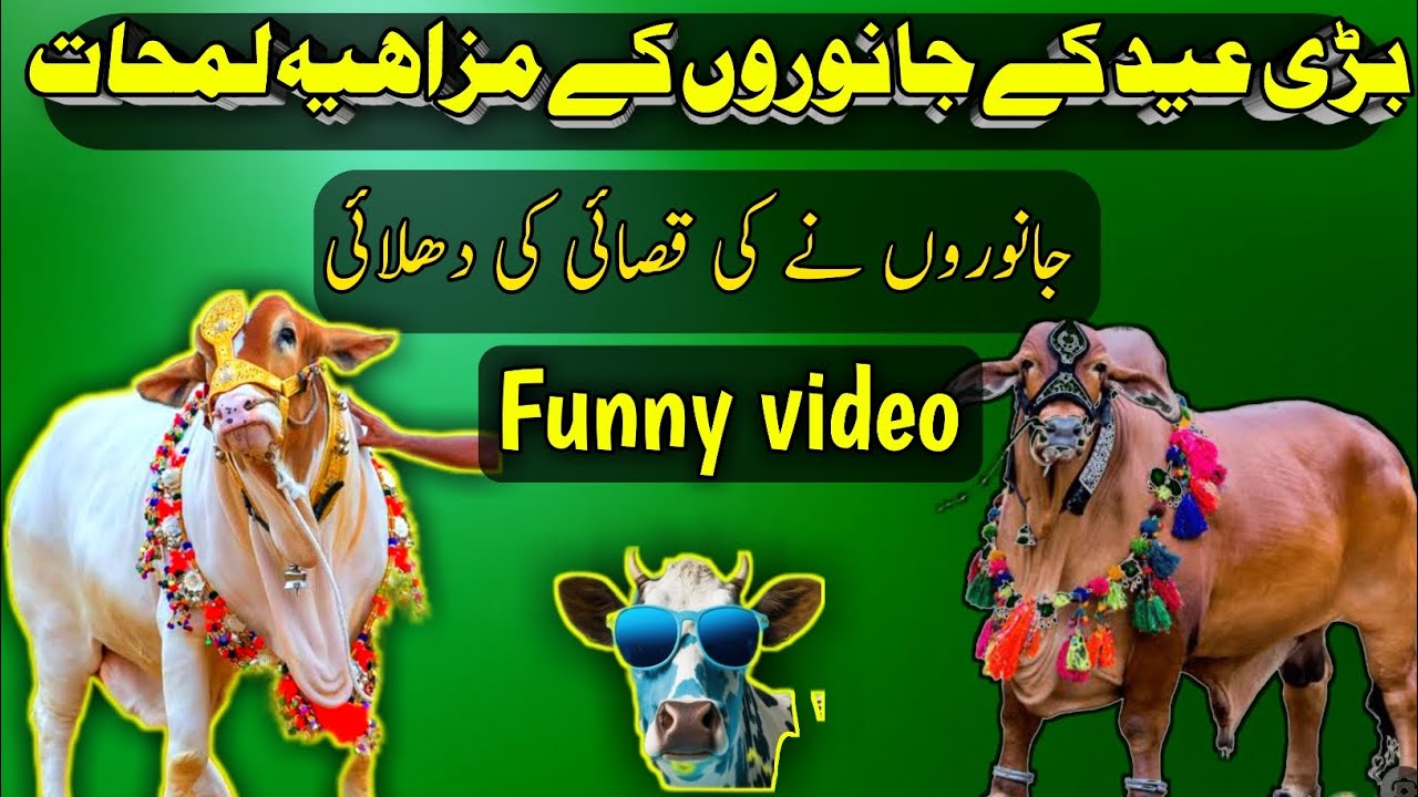 Qurbani 2023 dangerous animal attack | Anari qasai ki shamat|vlog