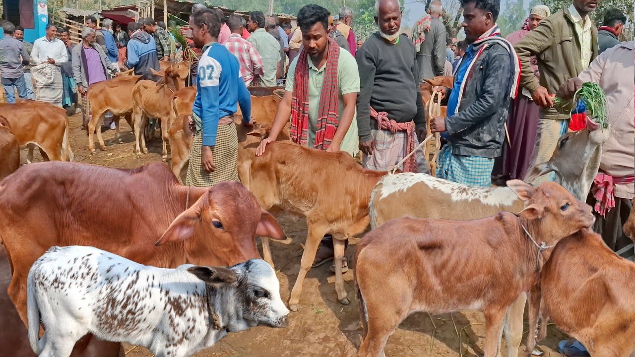আজ ২১/২/২৬ | সিরাজগঞ্জের খামারী কেমন দামে ছোট ছোট বাছুর কিনছেন | আমবাড়ী হাট 