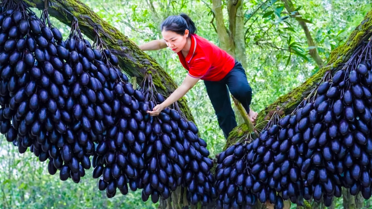 Harvesting Many Black Canarium Fruits & Selling at the Rural Market | Simple Rural Girl Life