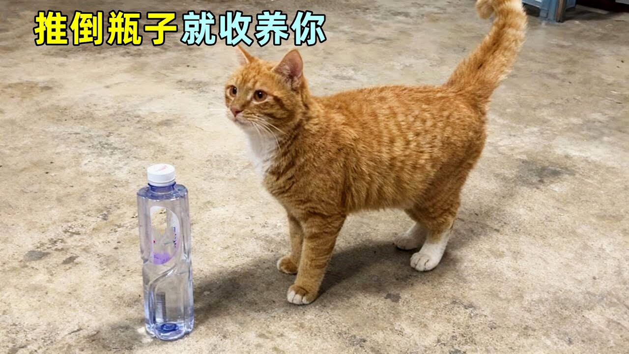为了不被黑猫欺负，流浪小猫推倒瓶子求收留