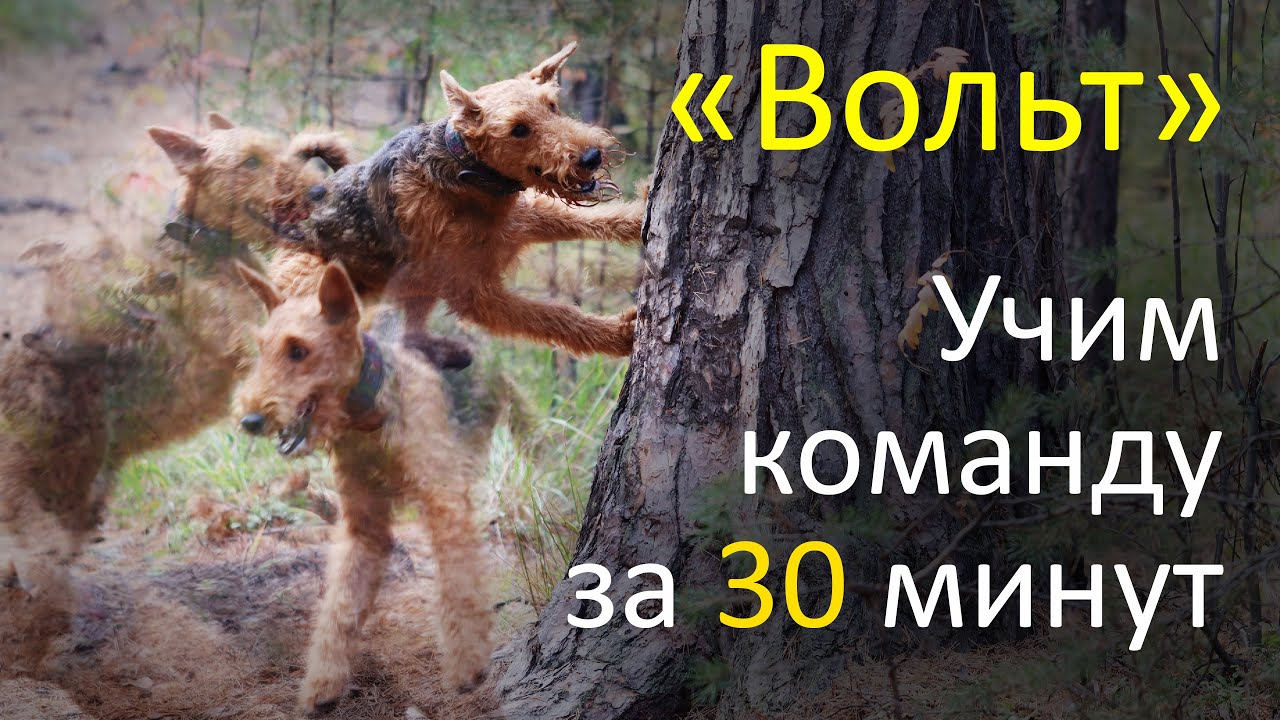 Эрдельтерьер. Процесс обучения команде 