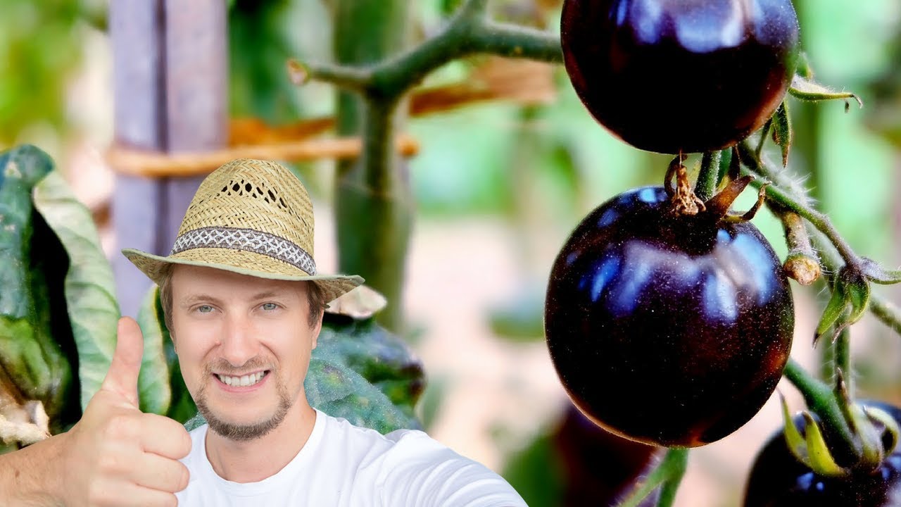 Schwarze Tomaten im Test ❤ Sorte Indigo Rose