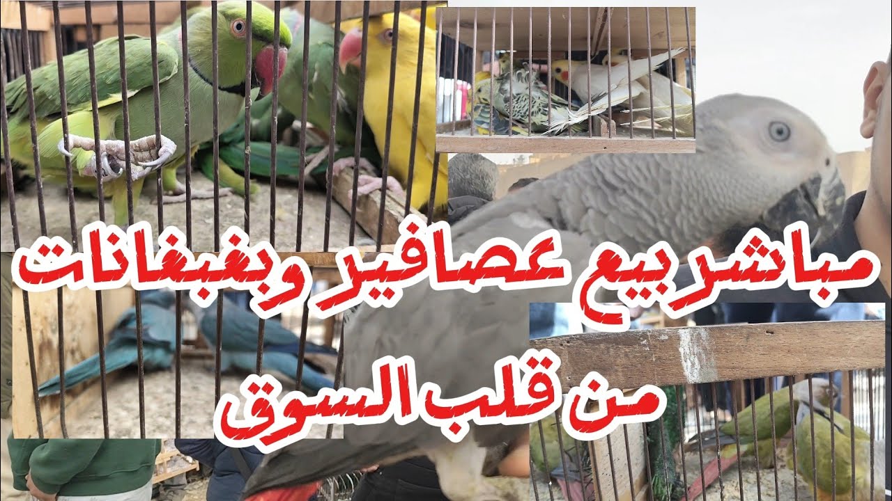 عروض بيع بغبغانات وعصافير بالاسعار من قلب السوق  