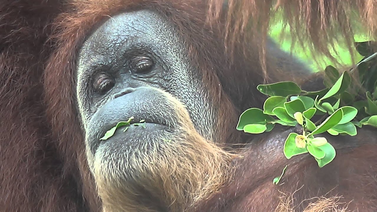 [4K] A rainy day with the orangutans at the San Diego Zoo