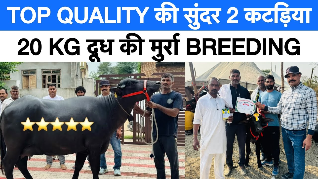 TOP QUALITY की सुंदर 2 कटड़िया | 20 KG दूध की मुर्रा BREEDING