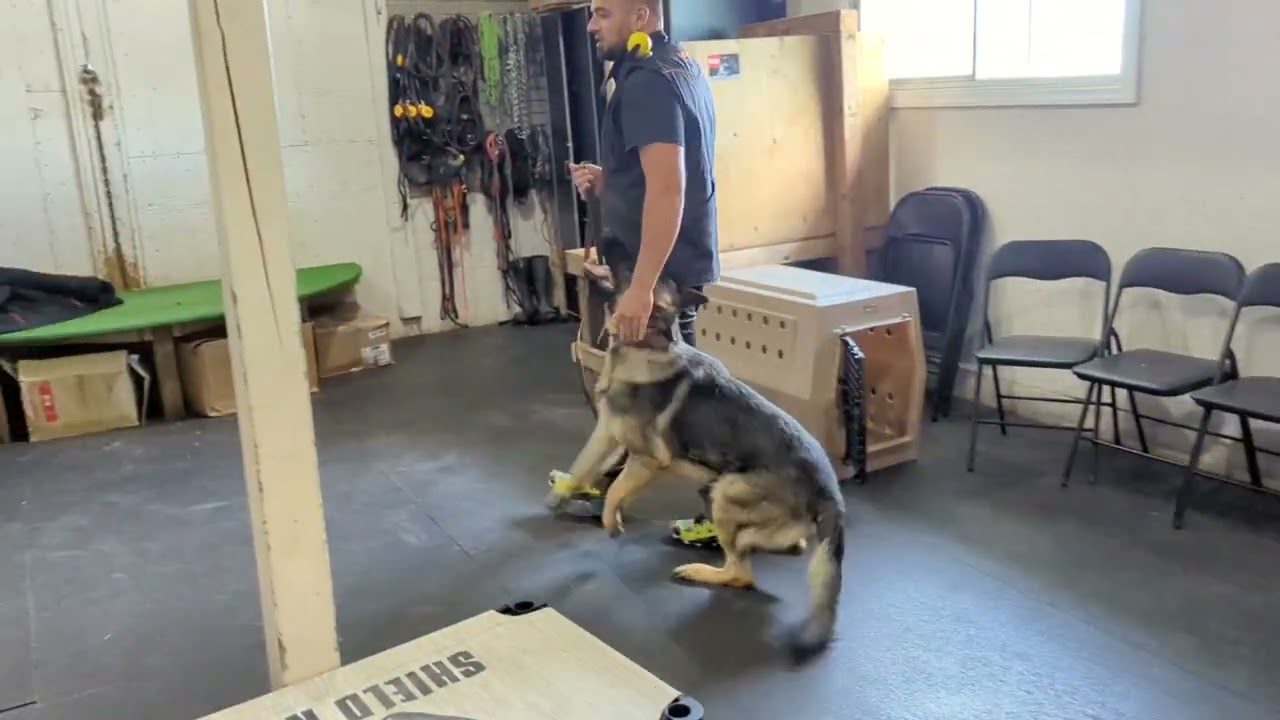 Training the Focus Heel with Yaxi