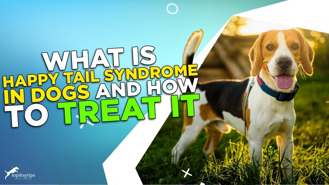 What Is Happy Tail Syndrome in Dogs and How To Treat It?