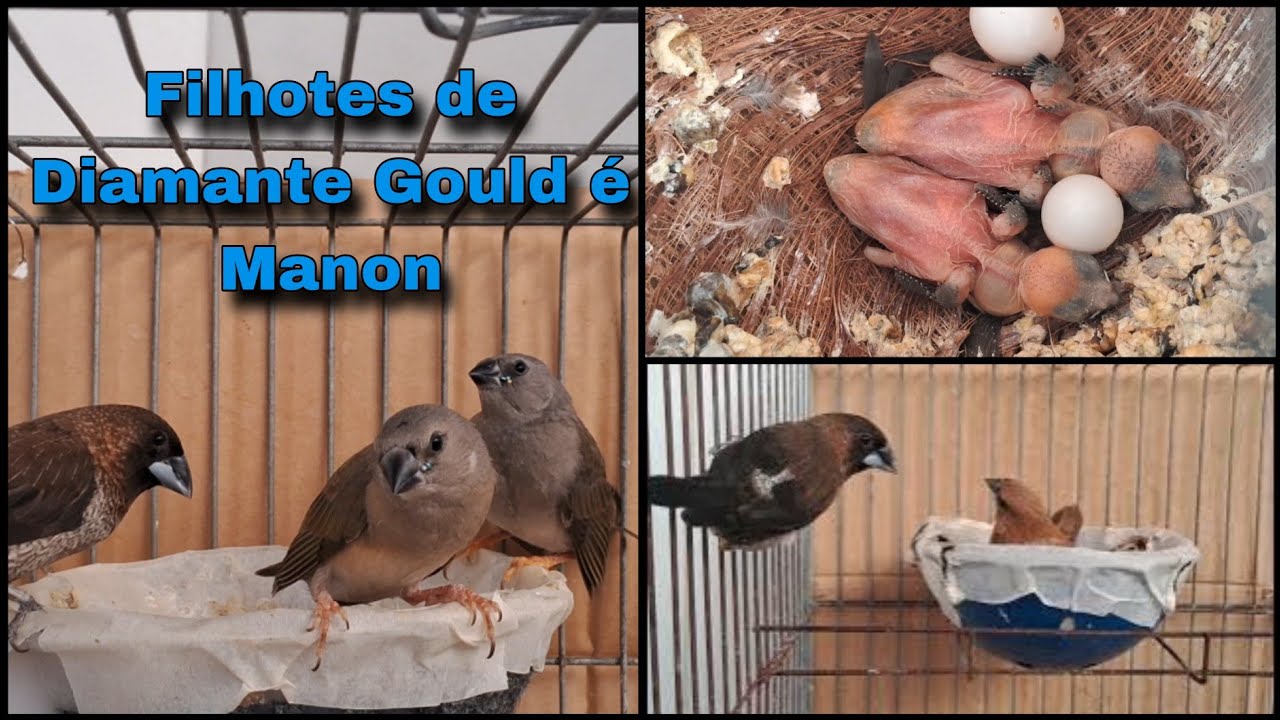 Filhotes de Diamante Gould 💎 é Filhotes de Manon