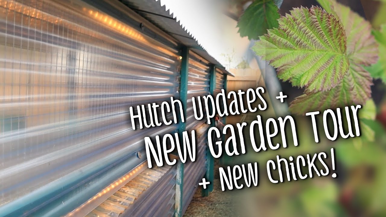 Hutch updates + NEW garden tour + new chicks!