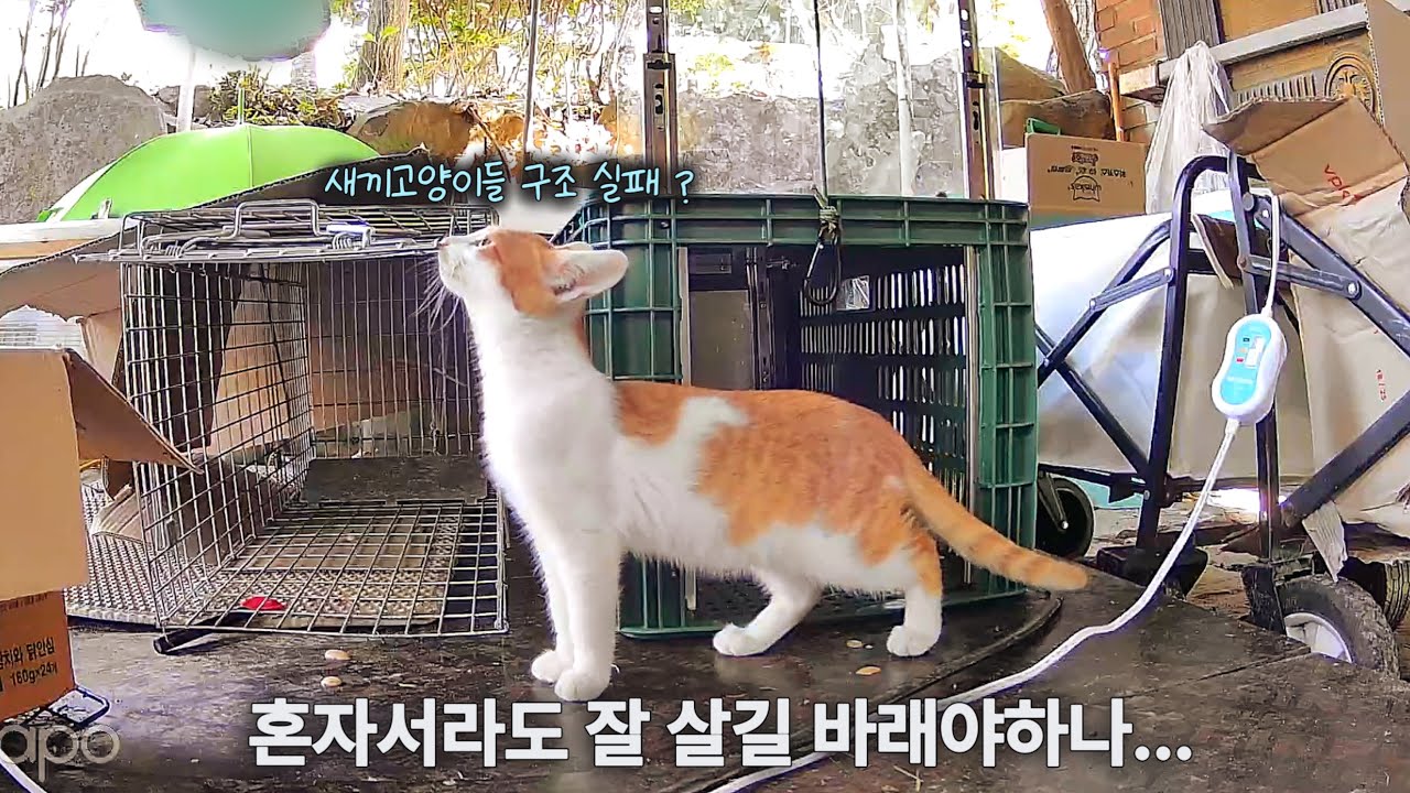 길고양이 가족을 모두 구조한다는건 너무나 어려운 일이었다