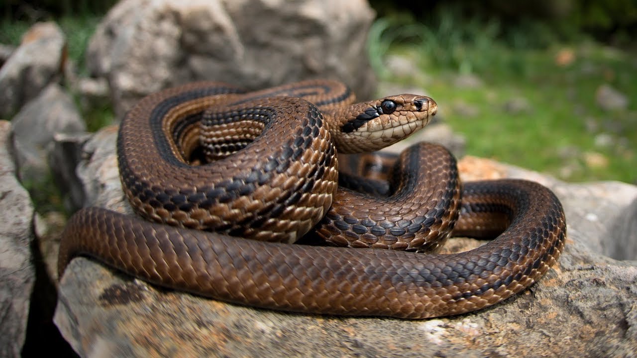 Reptiles of Croatia (herping on Krk and Cres island 2018)
