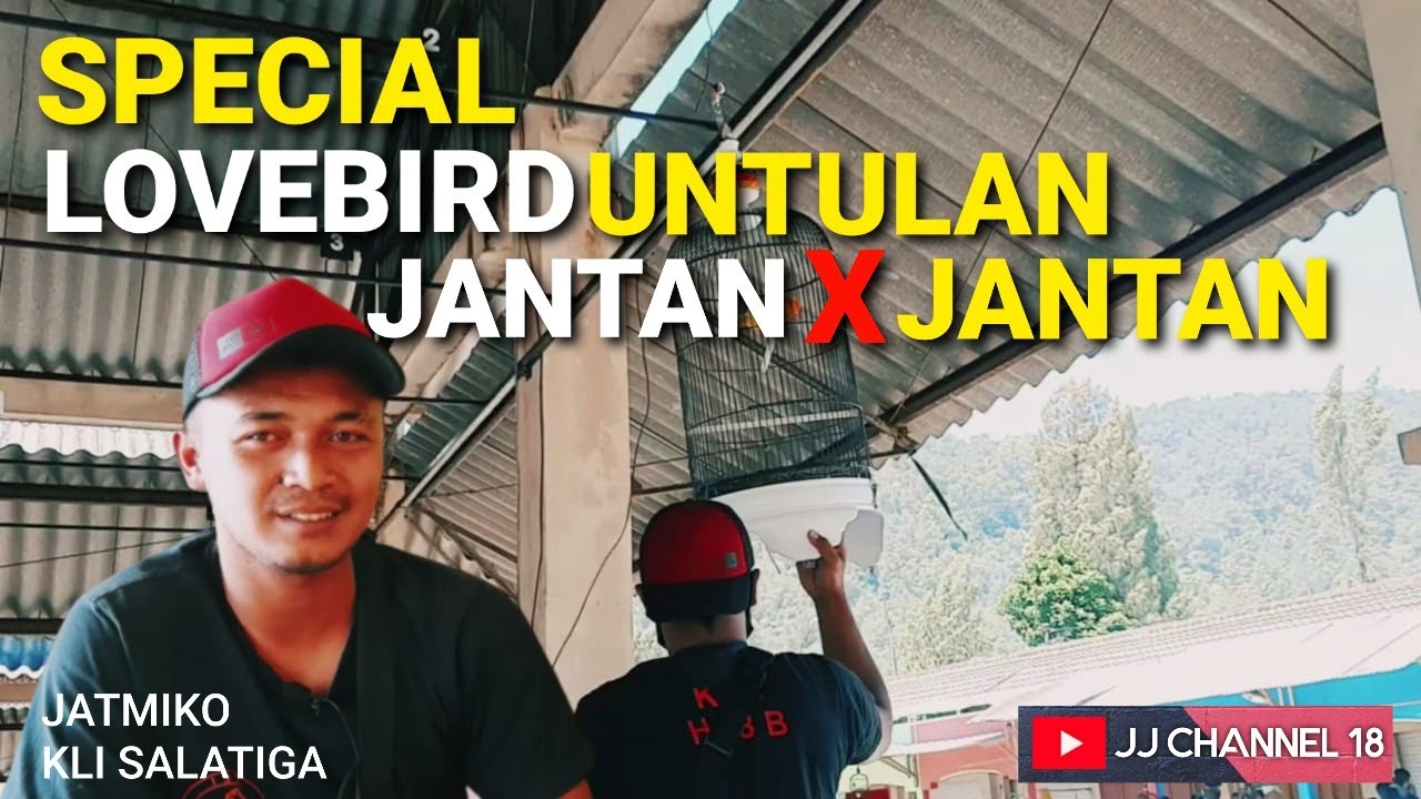 SPECIAL LOVEBIRD UNTULAN JANTAN X JANTAN