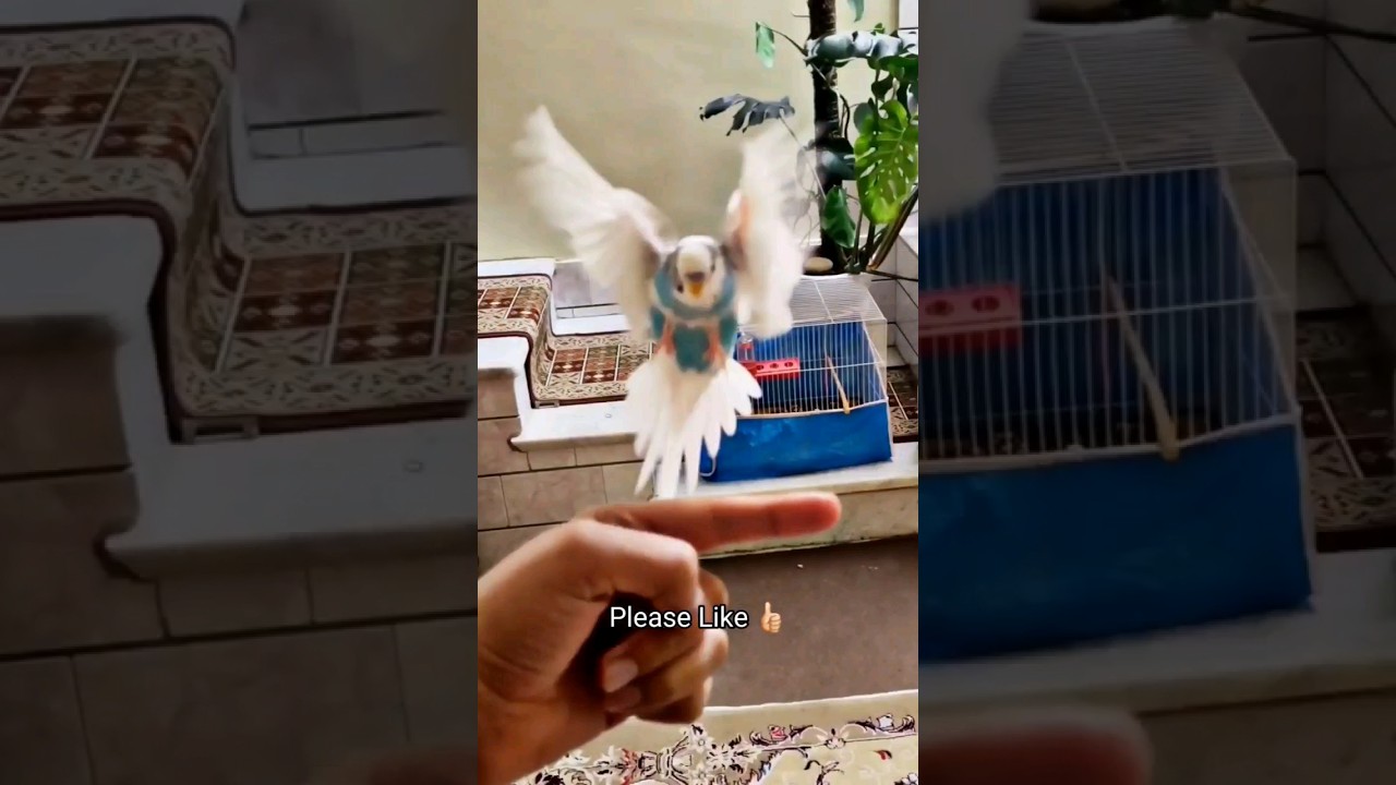 Successful Flight and Landing Of The Tame Budgie