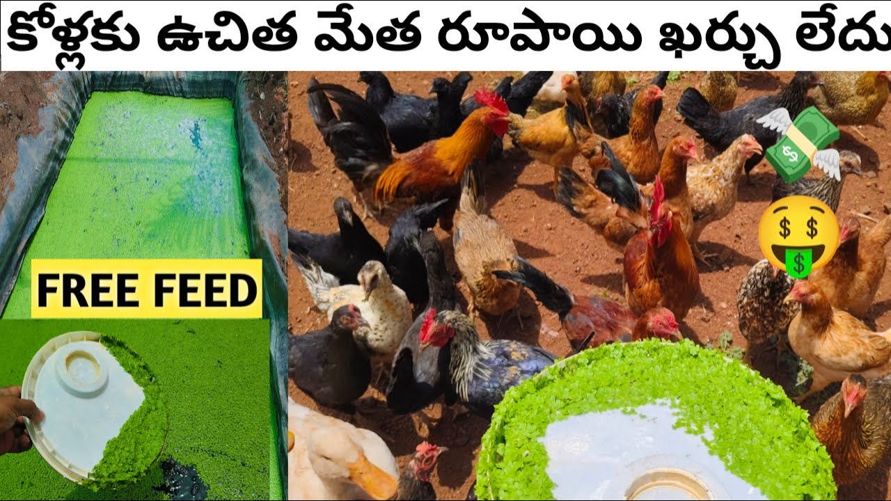 azolla farming ☘️ azolla farming in telugu 🐓 కోళ్లకు ఉచిత మేత #farming