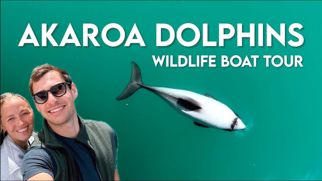 New Zealand VLOG - Finding the World's Smallest Dolphin / Akaroa Dolphins Boat Cruise