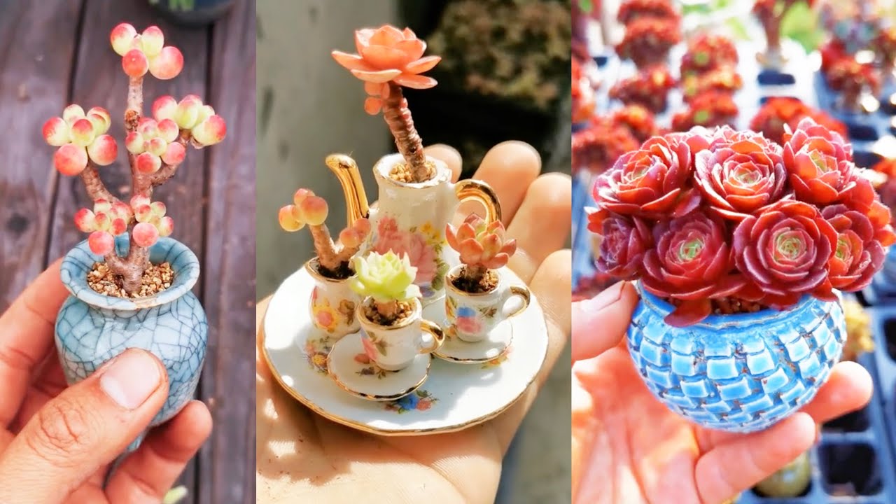 So Tiny Succulents on My Hand |多肉植物 | 다육이들 | Suculentas