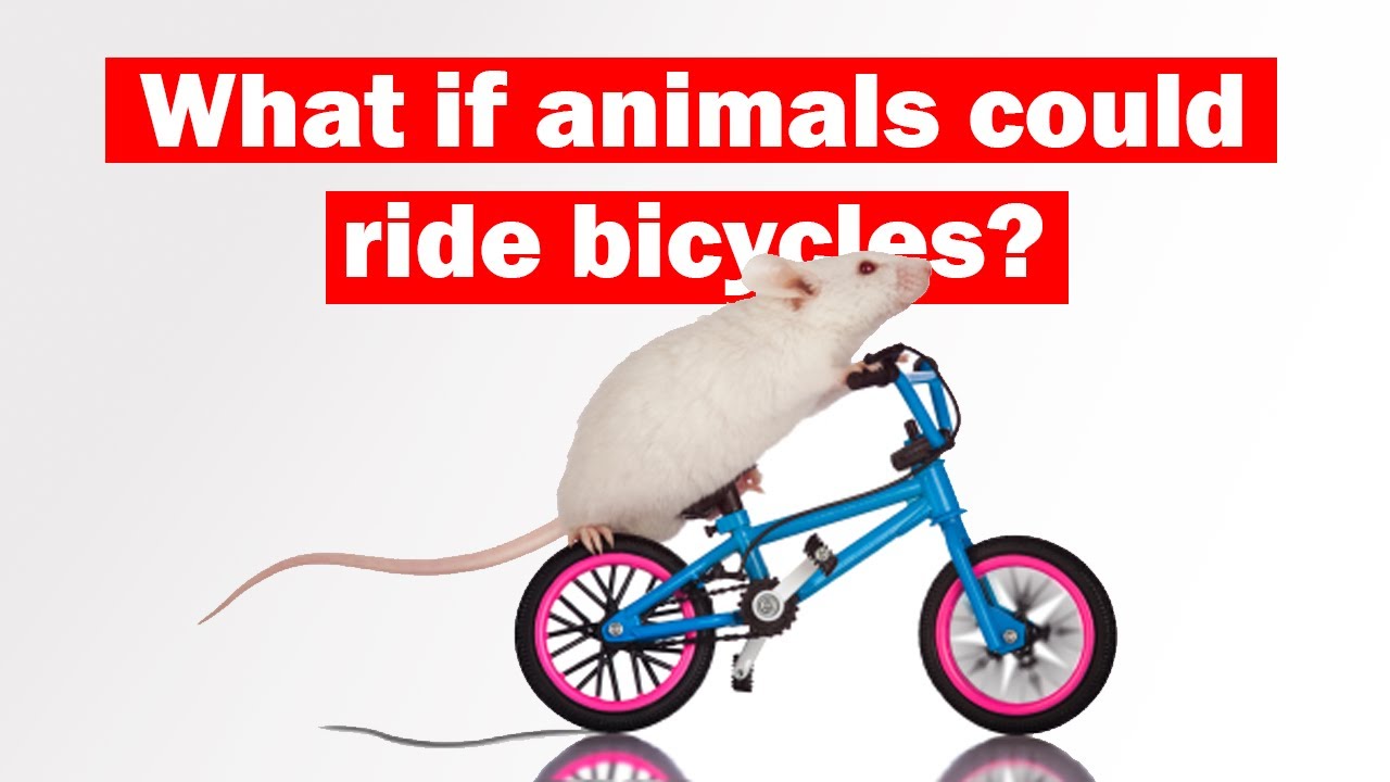 What is the most efficient animal on the planet?