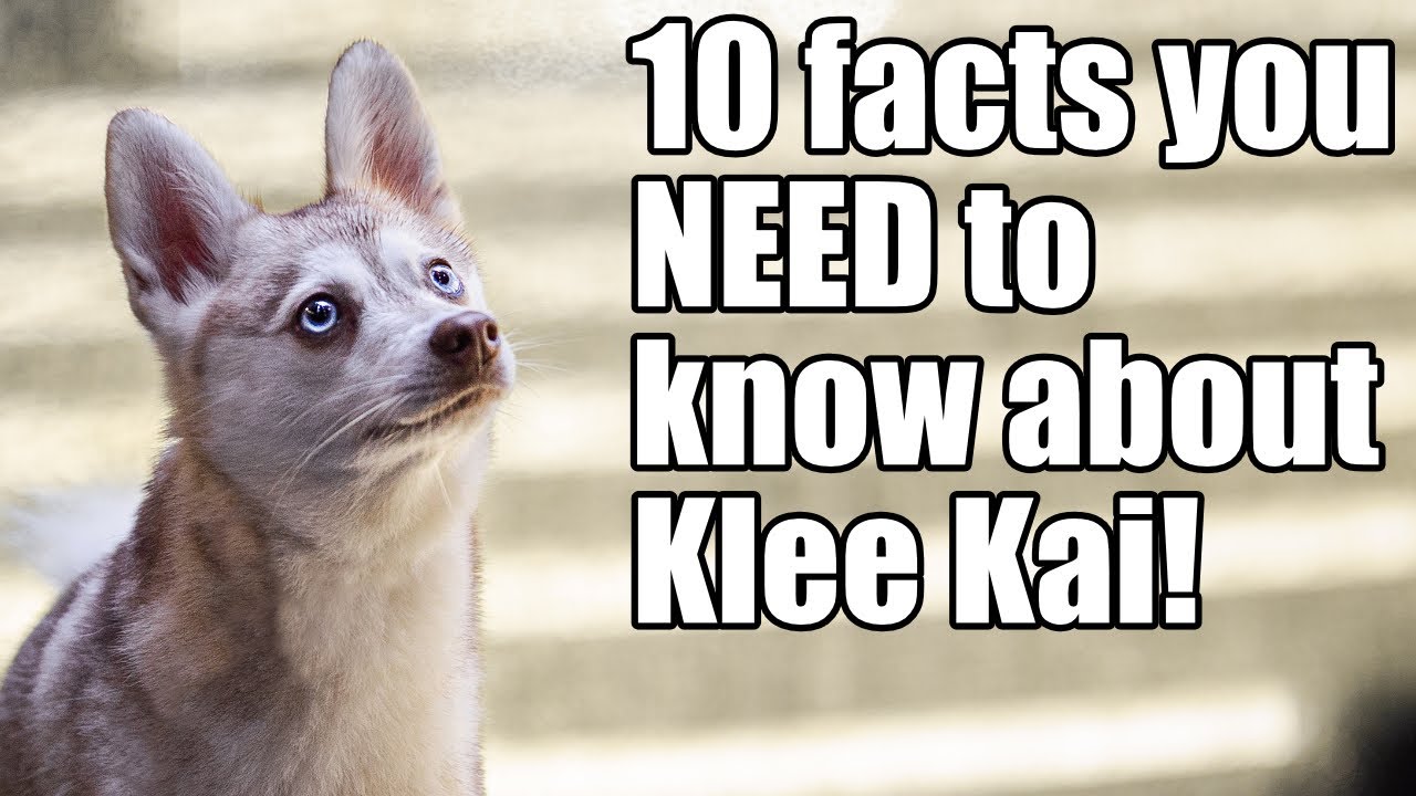 10 facts you NEED to know before buying a Klee Kai!