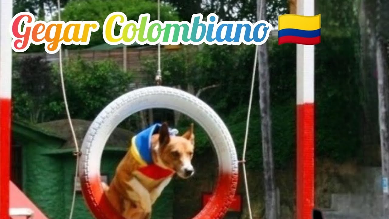 Razas Criollas Colombianas 🇨🇴🐕 Gegar Colombiano 🐾