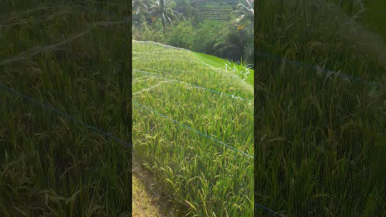 pasang jaring di sawah