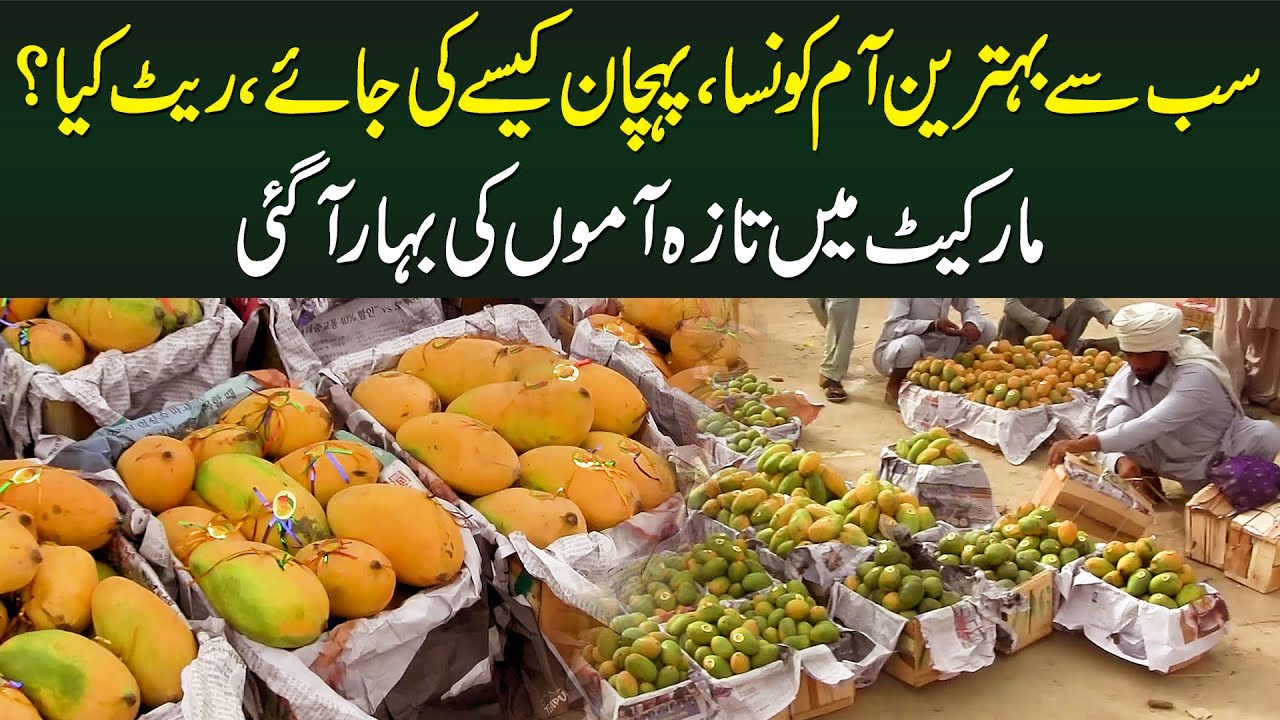 Behtareen Aam Konsa Hai? Pehchan Kese Hoti Hai? Rate Kya Hai? - Market Me Taza Aam Ki Bahar Aa Gayi