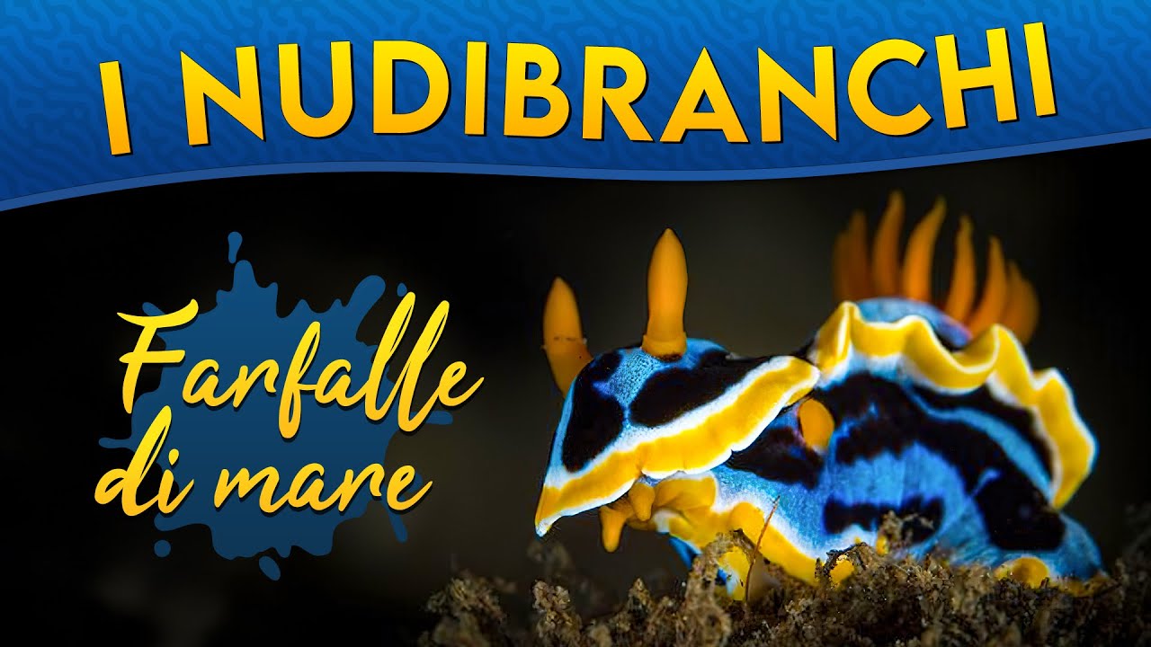 I Nudibranchi: farfalle di mare ► Puntata 166