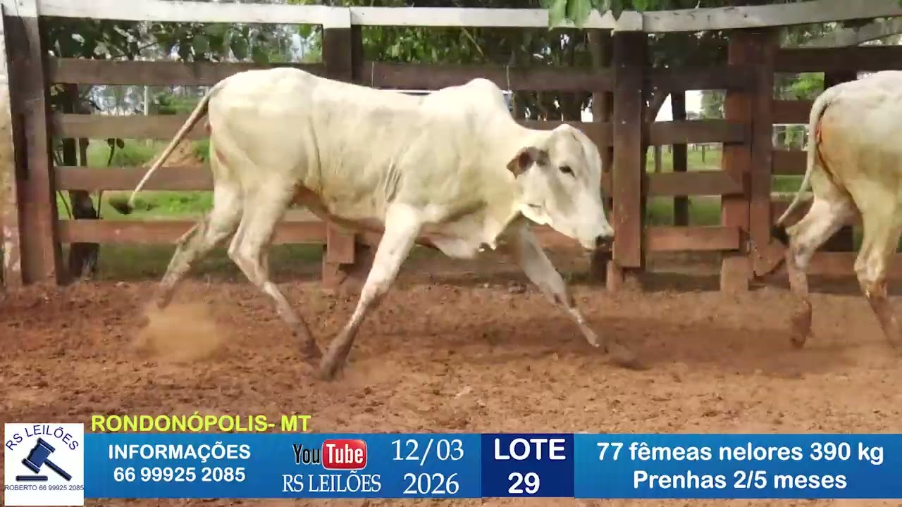 LOTE 29 - 77 FÊMEAS NELORE 390KG PRENHAS DE 2/5 MESES