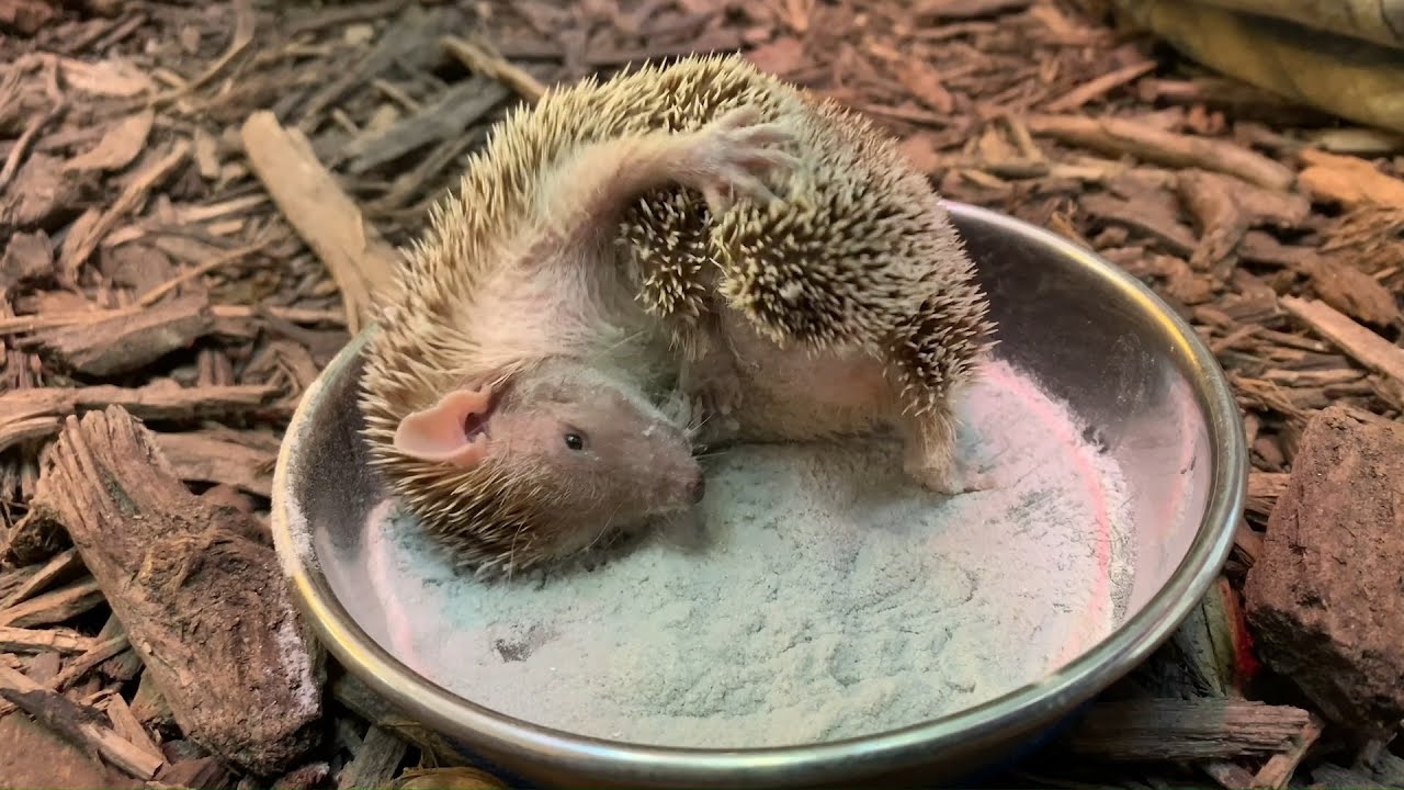 Animal Enrichment at the Smithsonian's National Zoo and Conservation Biology Institute