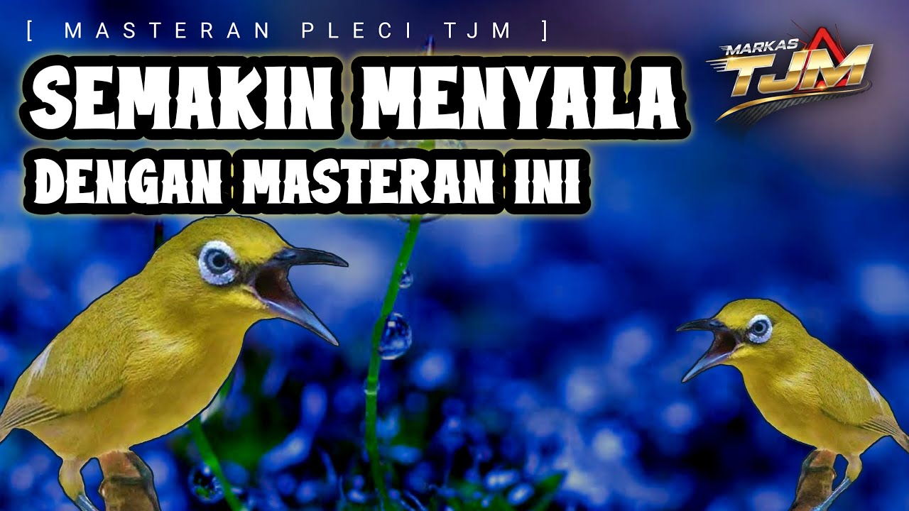 🔴 LIVE Pleci Semakin Menyala Dengan Masteran Tembakan Sejalur