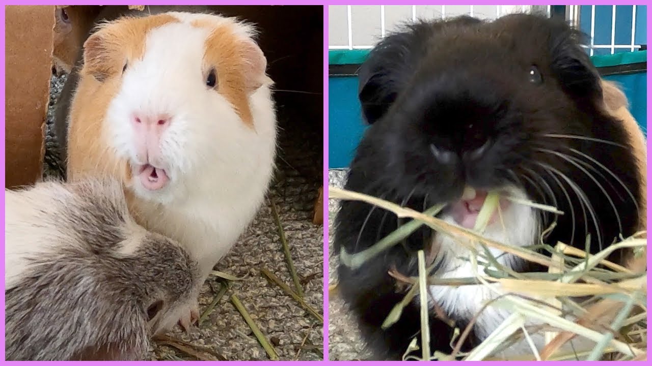 Best guinea pig noises of the wheek! (2021 Week 30)