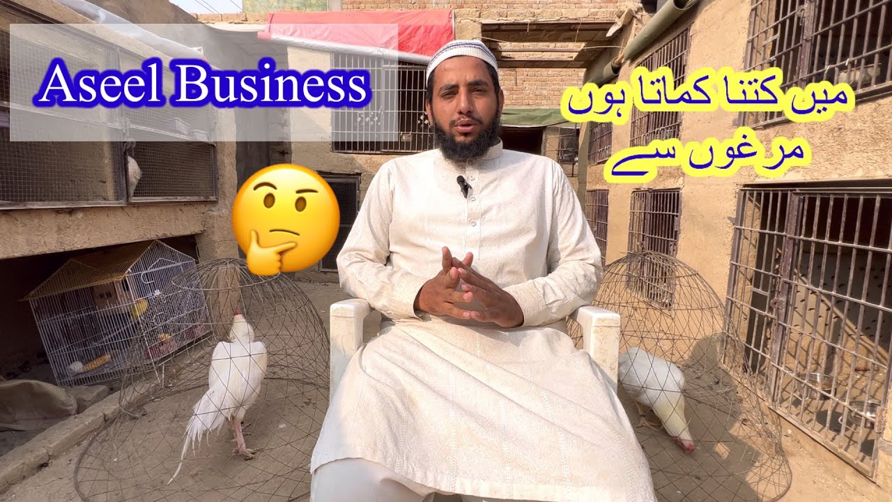 Aseel Murga business profit And Loss 🤔 Men Monthly Kitna Earn Karta Hun