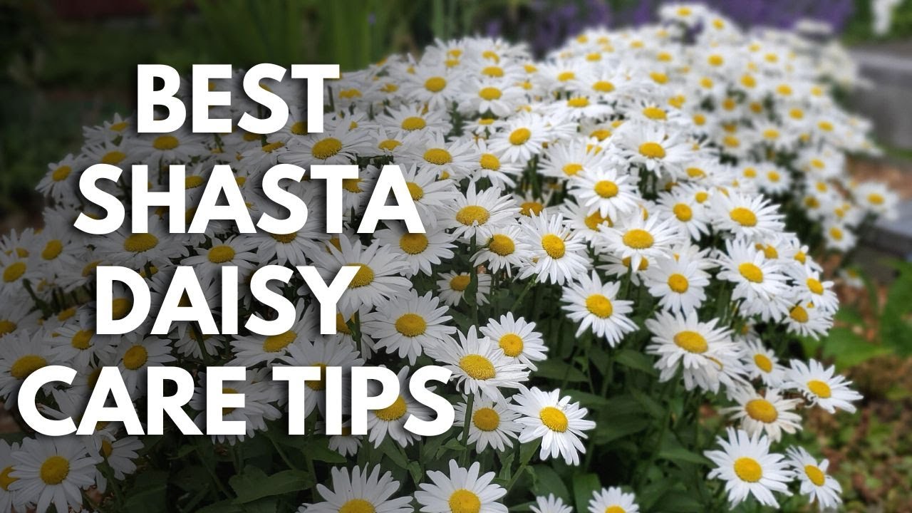 Shasta Daisy Lovers: Grow Bigger, Healthier Plants with These Shasta Daisy Care Tips 🌼#garden