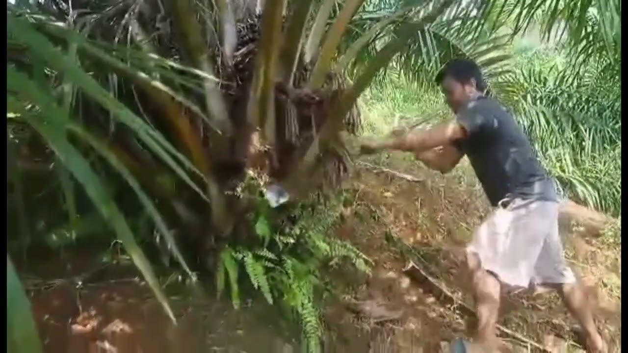 Oil Palm Pruning &bull; How to prune a oil palm.