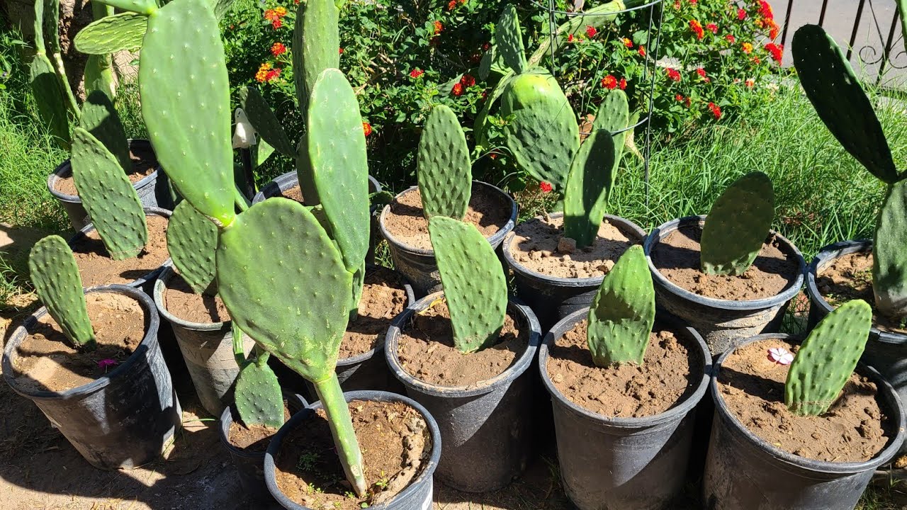 sembrando nopales en maceta y como hacer para tener Buenos resultados