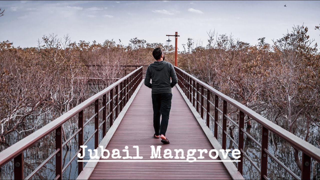 Jubail Mangrove Park Abu Dhabi