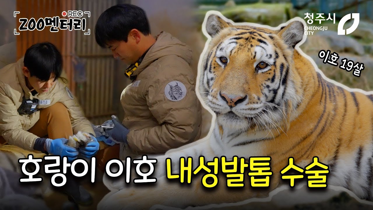 청주동물원 호랑이 내성발톱 수술 & 사자 바람이 가족 근황