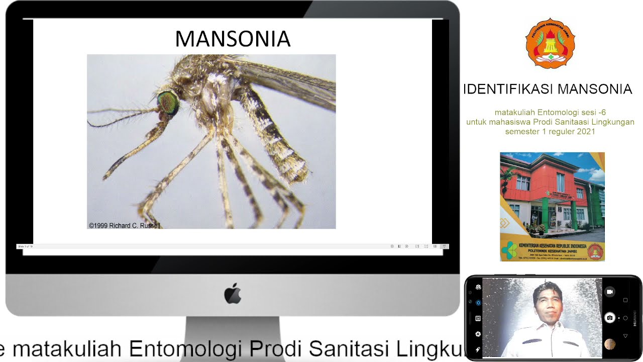 Entomologi Mansonia