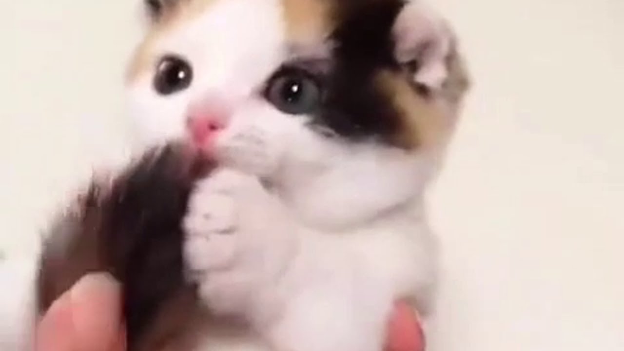 Ultimate Cat Vines Compilation #1 - October 2015