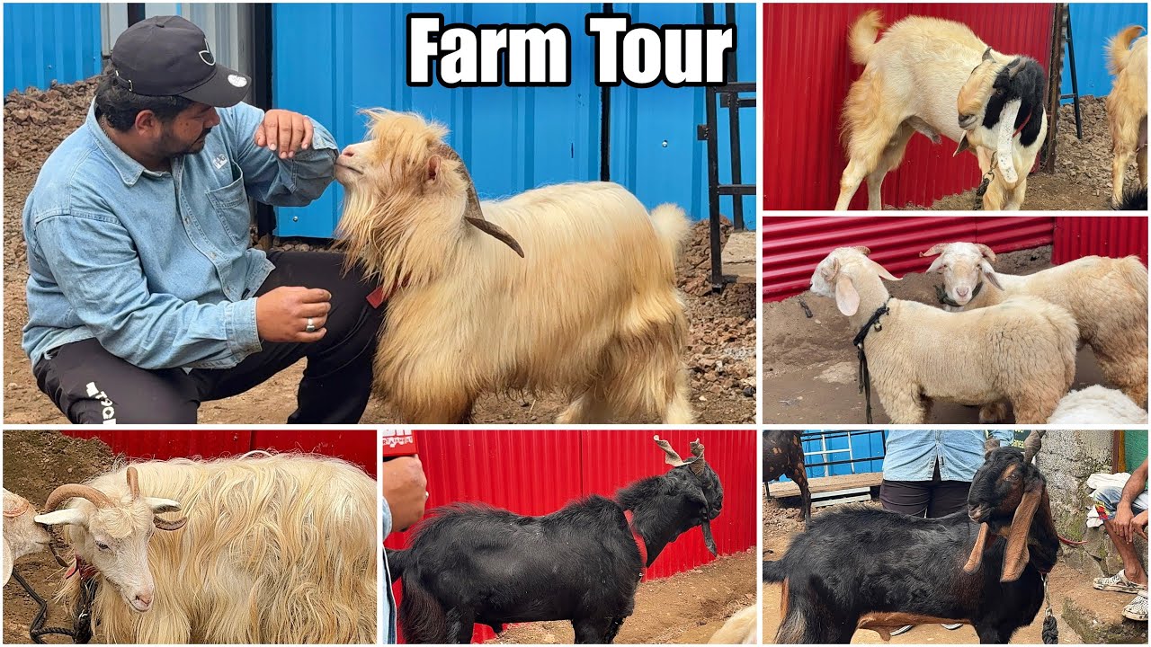 Full Farm Tour of A.S Goat Farm, Bhivri, Pune | Kota & Exotic Goats Collection