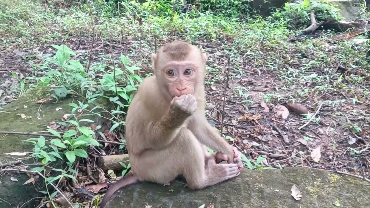 Disabled Little Monkey Can Climb the Tree  😢🐒 and play with family members now. His hand got better